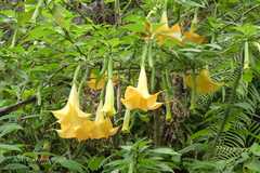 Brugmansia suaveolens